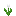 White Tulip